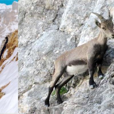 1-goat-and-ibex-on-steep-slope.jpg