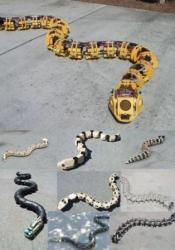 Gavin-Millers-snake-like-robots.jpg